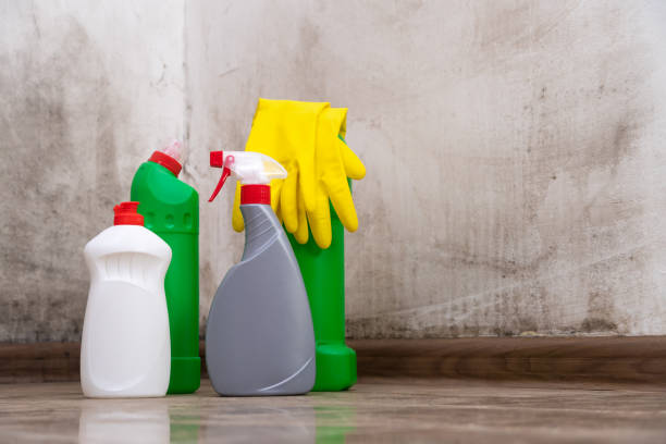 Reliable Delray Beach, FL Mold Inspection, Removal & Remediation Solutions